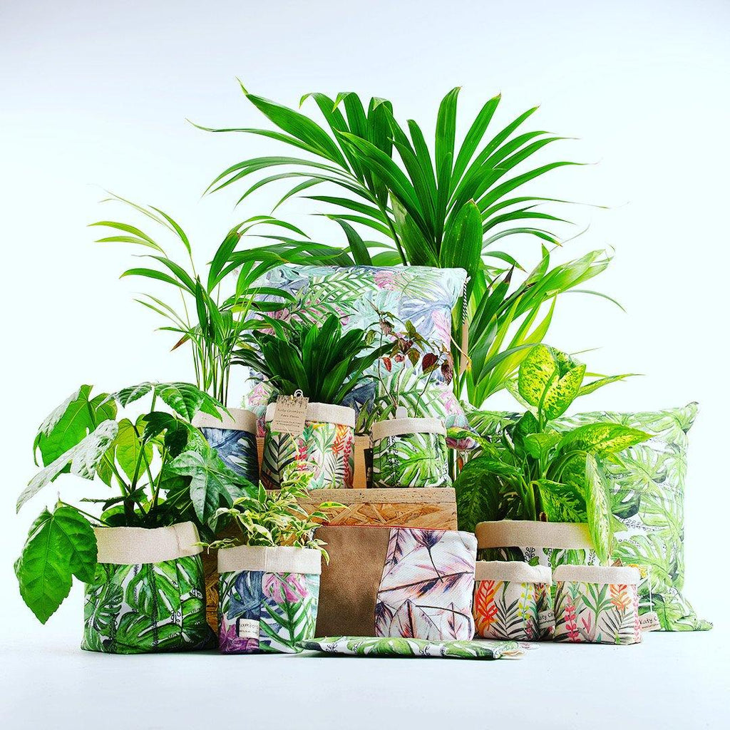 Botanical Plant Pots - Rock Paper Scissors